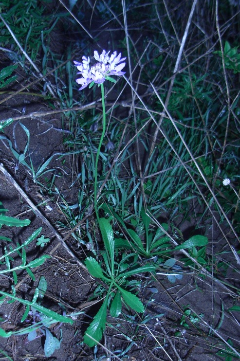 Dipsacacea da determinare - Scabiosa sp.